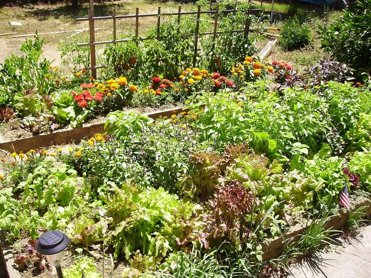 Натуральный барьер: защита растений от вредителей с помощью диатомовой земли