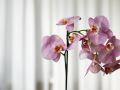 Правила пересадки орхидей: как не навредить растению