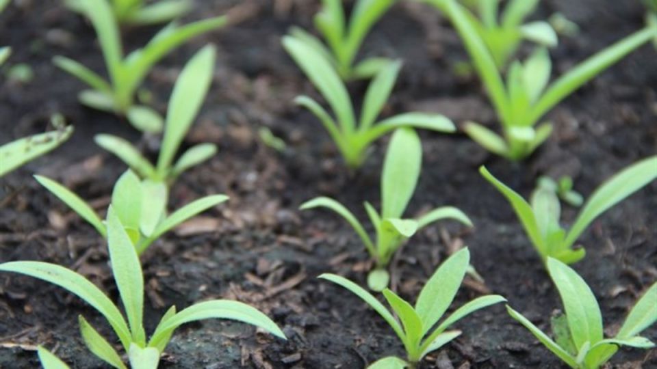 ����� ���� ������ �������: ������ ��� ��������