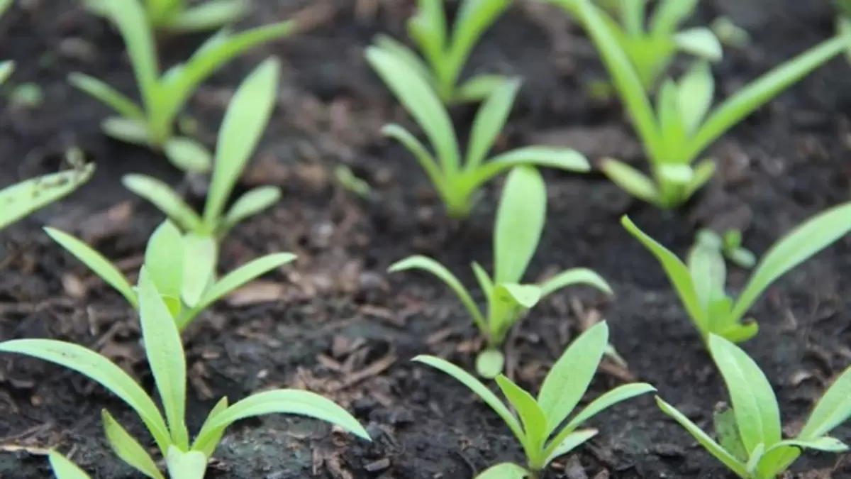 Когда пора сажать рассаду: советы для дачников