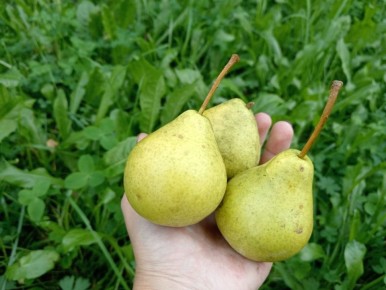 ����� �� ����: ����� ����� ������ ������ ������� ��������