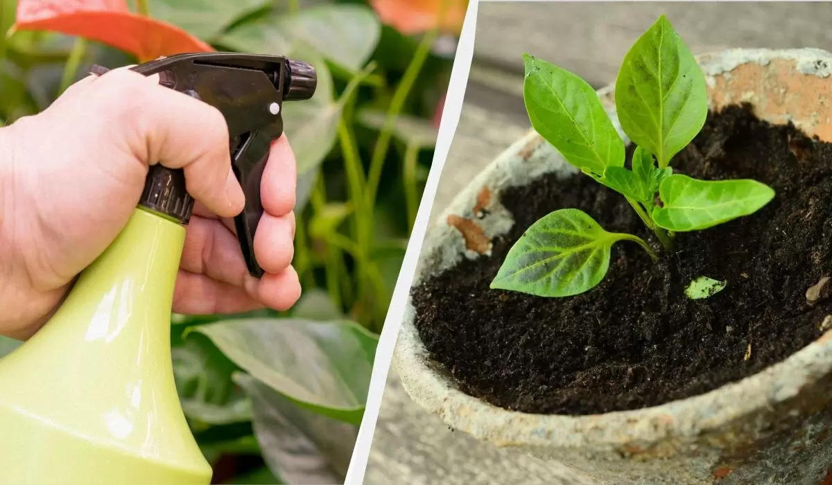 Почему опытные садоводы опрыскивают рассаду молоком: удивительные секреты