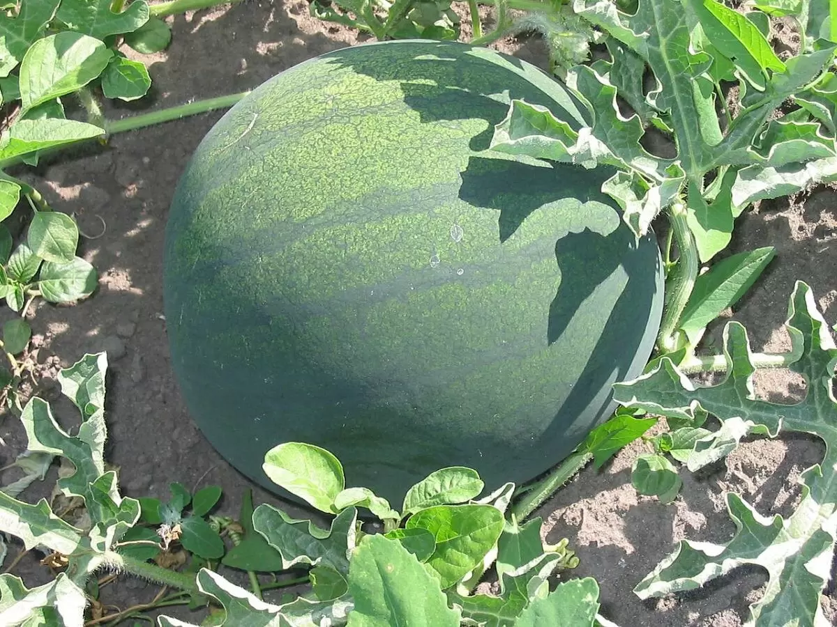 Как вырастить сладкие арбузы: ключевые рекомендации