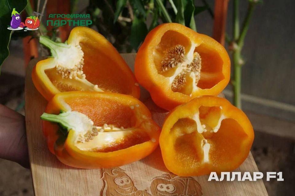 ������� ������ 2025: �������� ������ ����� � �������������� ��������