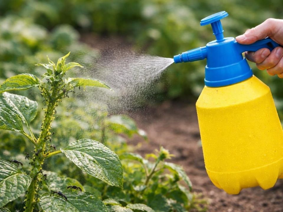 ����� ��������� � �������: �������� ������ ������ ���