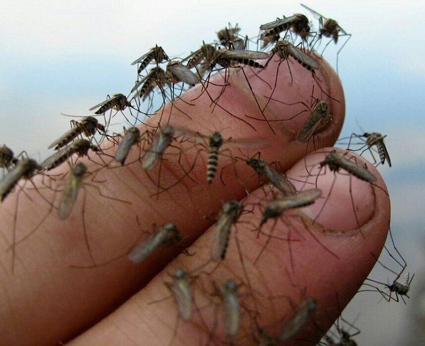 ��� ���������� ���������� �� �������: ����������� �������� ������