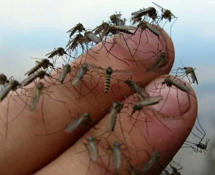 Как эффективно защититься от комаров: проверенные народные методы