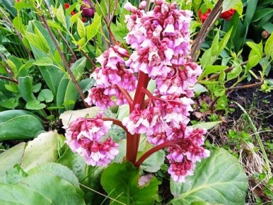 Секреты ухода за баданом и время для пересадки