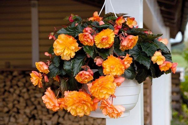 ��������� �������� ��� �������: ������ �� �������� � �������