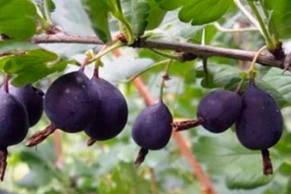 ��������� '׸���� �����': ����������� � ���� �����-�����