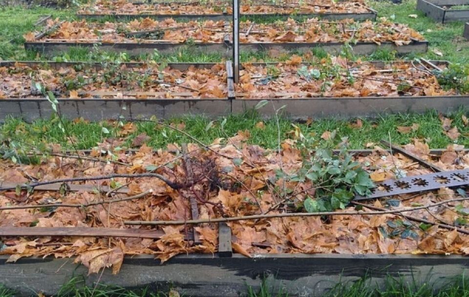 ��� ��������� ������ ������ �� ����: ������ �� ������ ��������