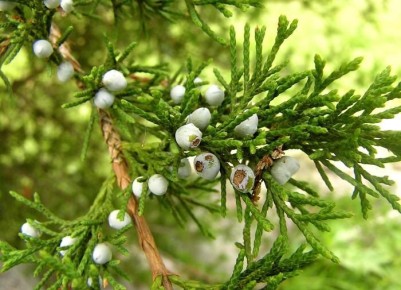 Как туя может преобразить ваш сад: пошаговое руководство по посадке