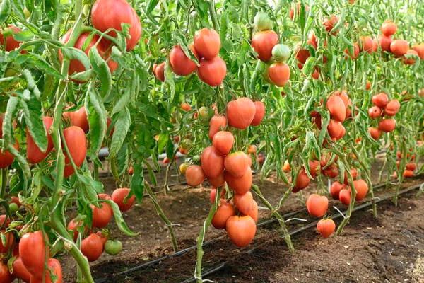 ��������� ����� ����� ������: ��������� ����� ��� ������ �������