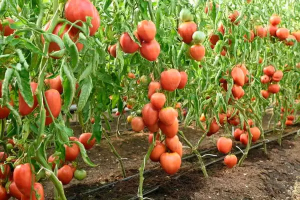 Сибирский томат Краса Сибири: идеальный выбор для вашего огорода