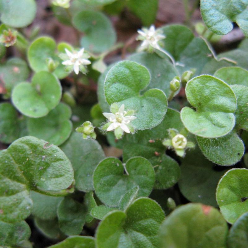 ��������: ������� �������, ������� ���������� ��� ���