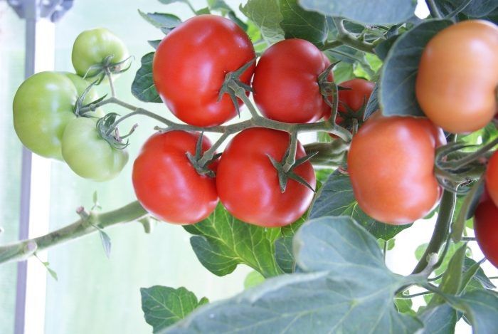 ����� ������-8: ��� �������� ��������� ������ � ������������ ��������