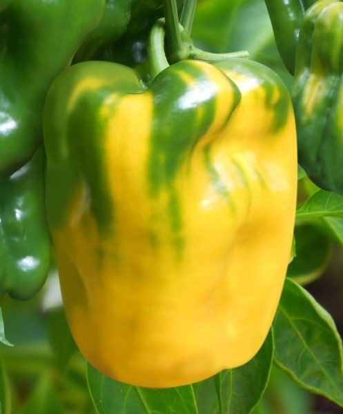 ����� ���������: ������� ������ ����� �� ������ ���������������� �����