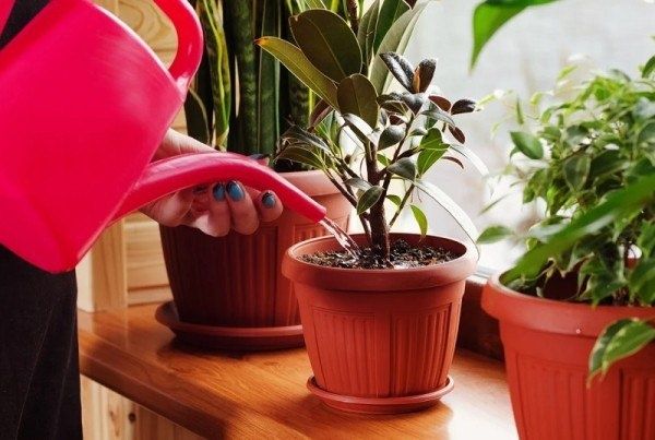 ������ ���� �� ����������: ��� �� ��������� ������� � ������� ��������