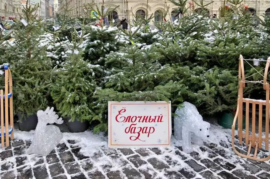 Секреты хранения живой новогодней ёлки