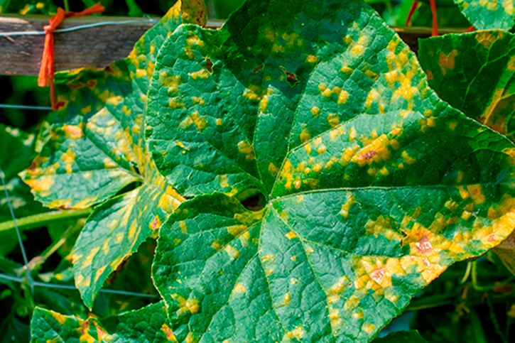 ����������: ��� ���������� � ���� ������� �������� �������