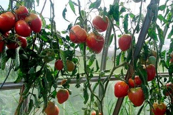 ������ ������� ������: ��� �������� ������������ ������