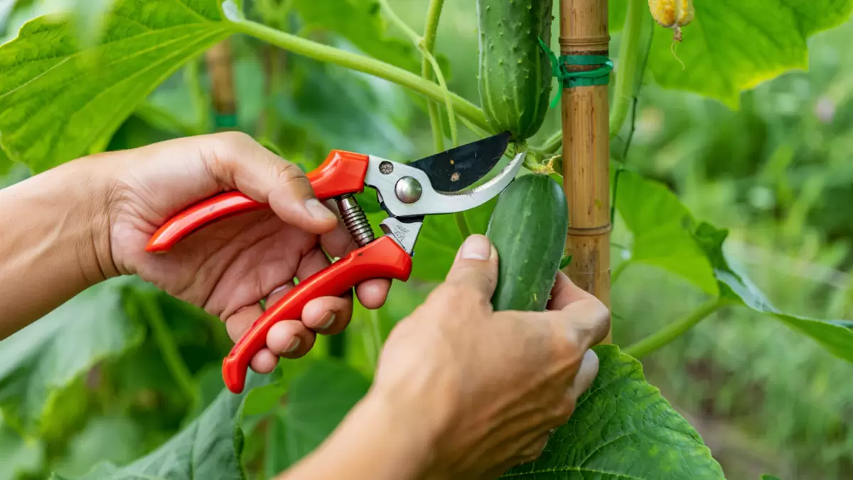 Как обрезка огурцов во второй половине лета помогает увеличить урожай: секреты успешного дачника
