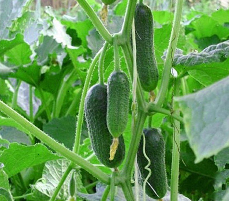 ��� ������� ������ ������ ��� �������: ���� � ����������