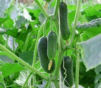 ��� ������� ������ ������ ��� �������: ���� � ����������