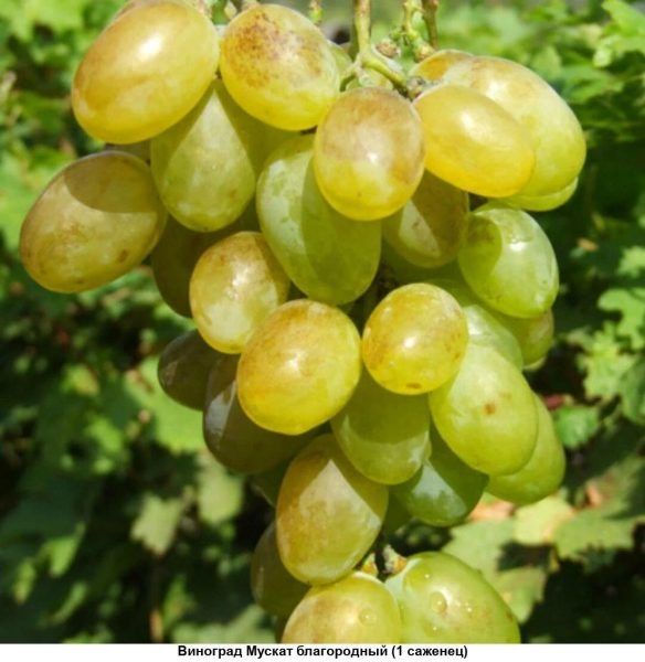 ������ �����������: ������ �������� � ������������ ������