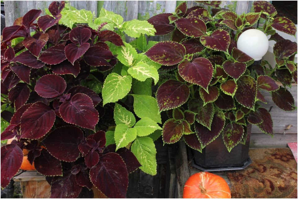 ������: ������������ �� ����������� � ����� �� ���������