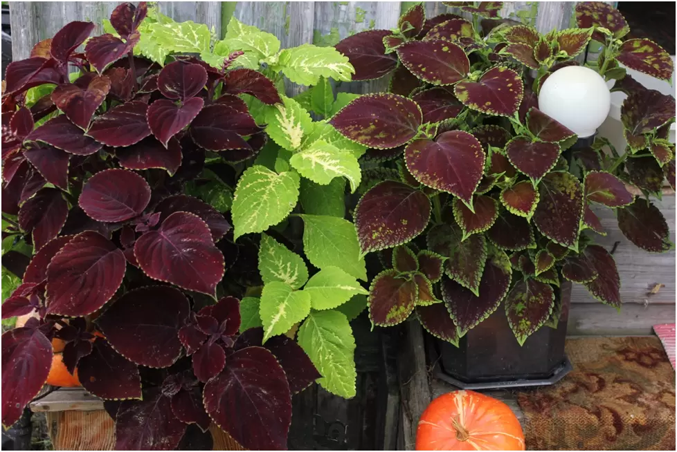 Колеус: Путеводитель по выращиванию и уходу за растением