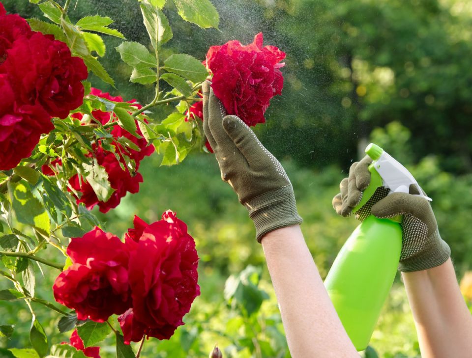 ��� �������� ����: ����������� ������� ����� ��� �������� ��������