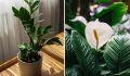 Комнатное садоводство для начинающих: простые и стильные растения для вашего дома