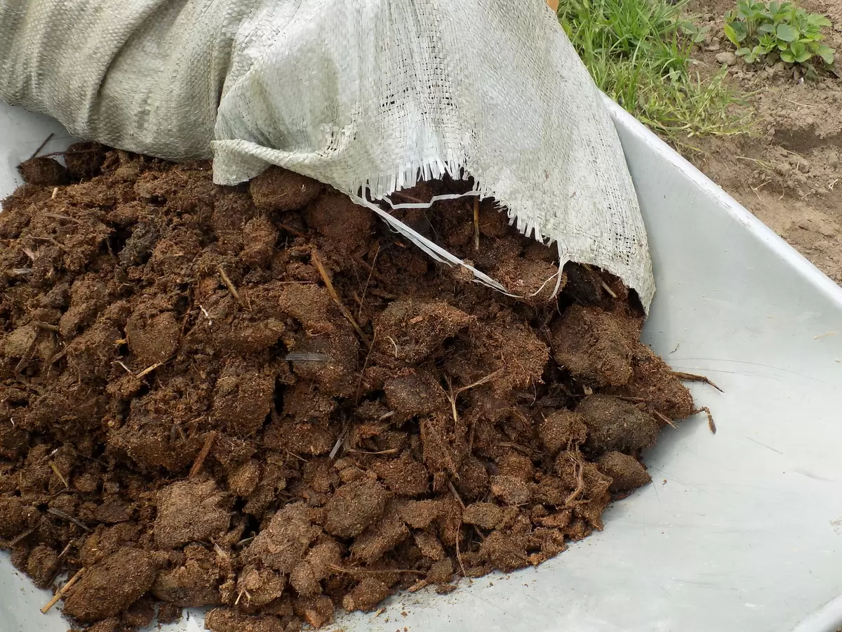 Конский навоз как источник богатства для вашего сада