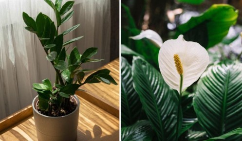 Комнатное садоводство для начинающих: простые и стильные растения для вашего дома