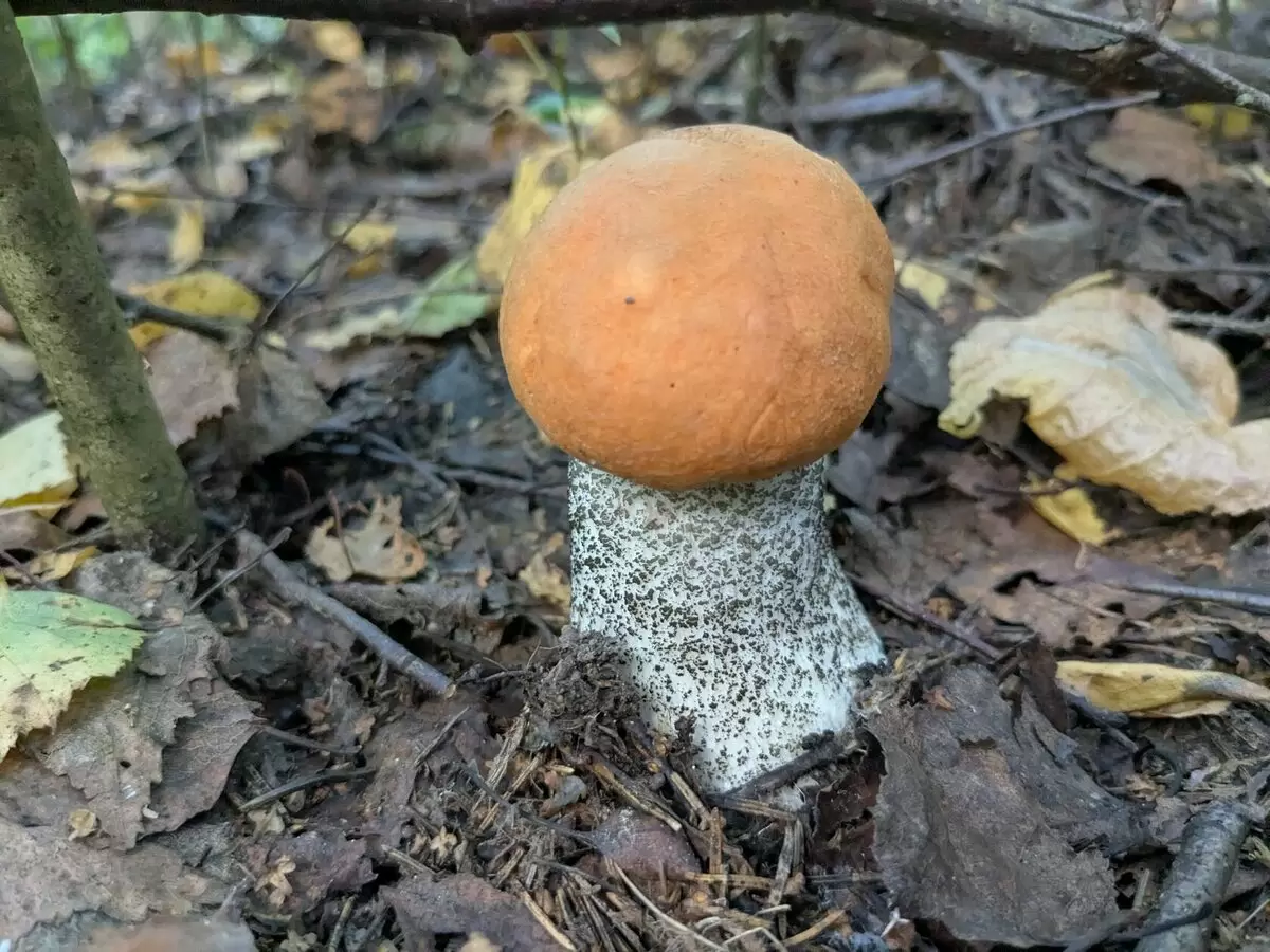 Грибной сезон на финише: свежие итоги первых дней сентября