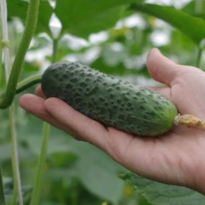 ������ ��������: ������� ��������� ����������� �� ������ � �������