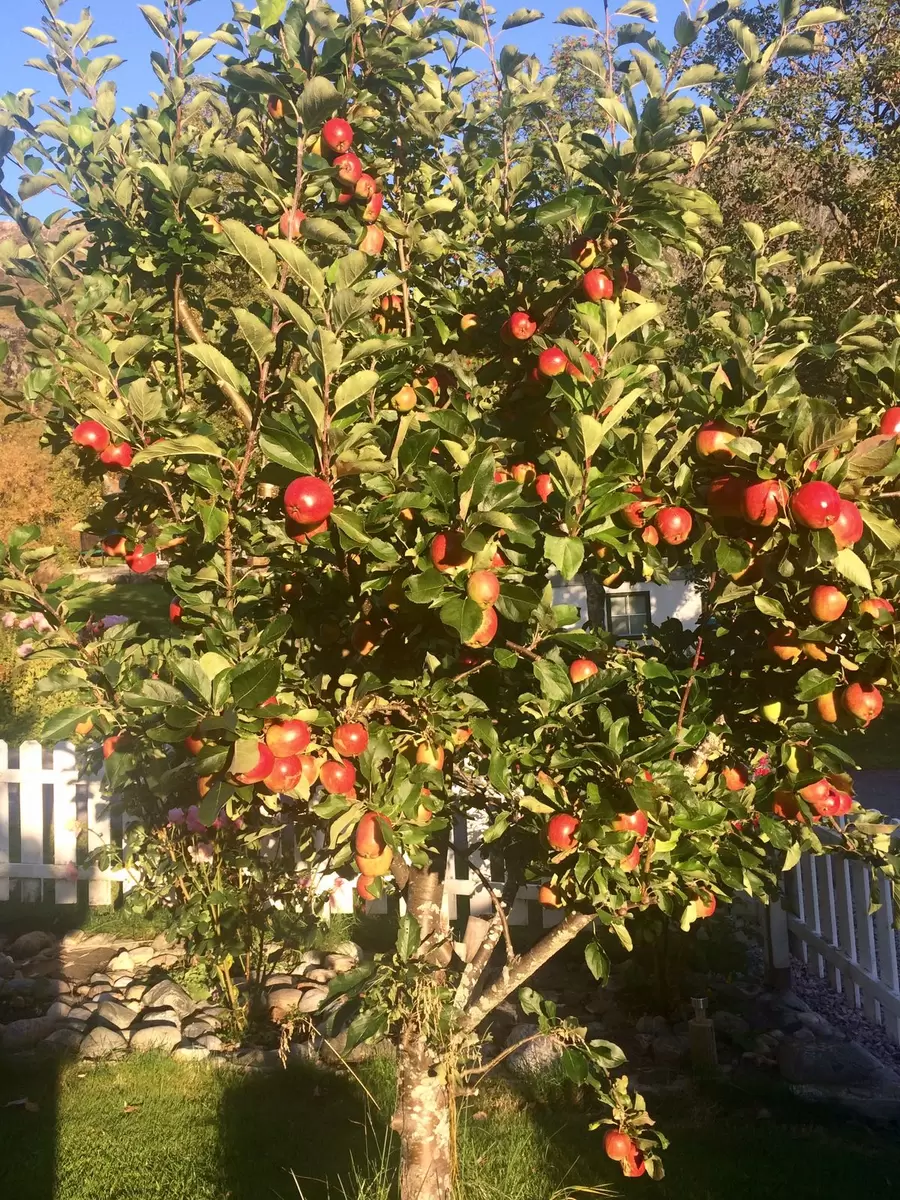 Осенние секреты борьбы с паршой на яблонях: два ключевых этапа