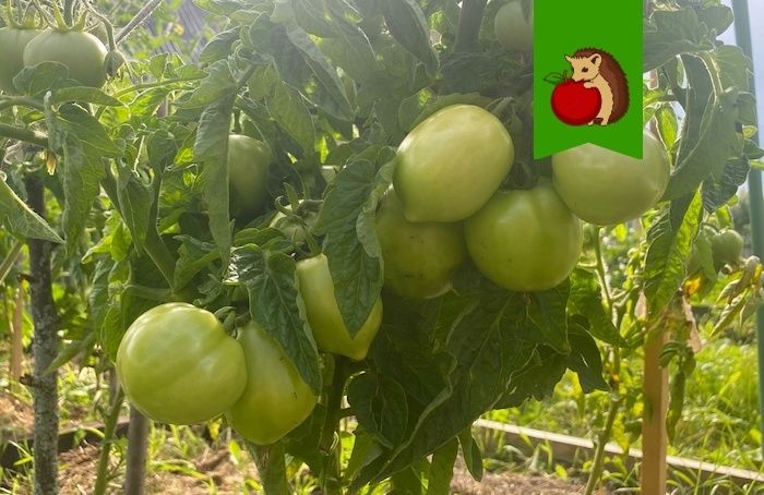 ������ �������� ���������� � ��� ����� ��������: �������� �������� �������