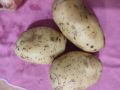 Картофель Очарование: Надежный сорт для вашего огорода
