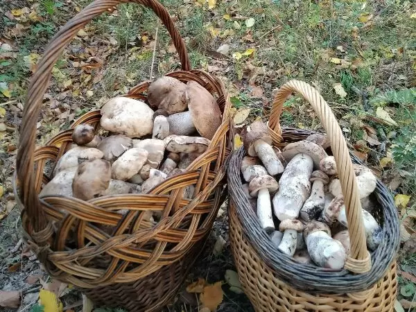 Необычная находка грибников в октябре: полянка с обабками в Октябрьском районе