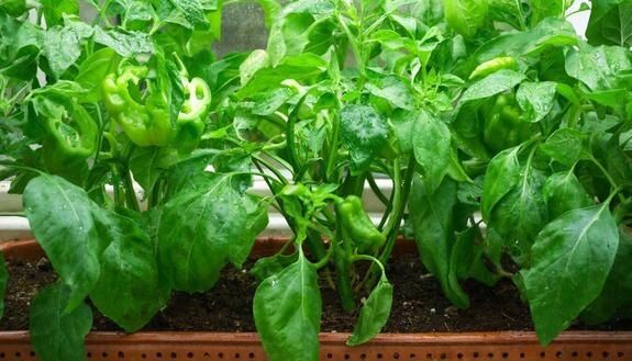 ��� �� �������� �������� �����: ������ �� ������� ������ � ����������