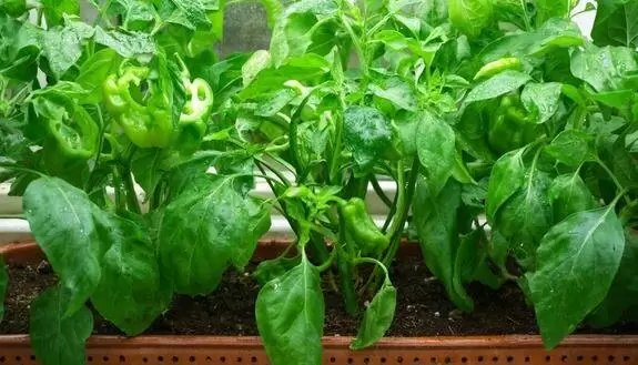 Как не упустить весенний сезон: советы по посадке перцев и баклажанов