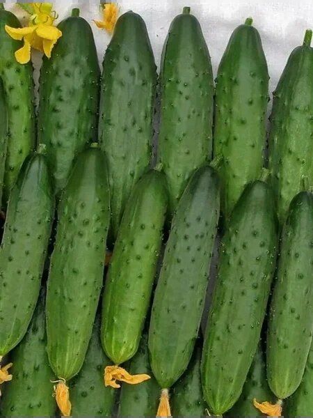 ������ �������� ������: ��������� ������� ������ ��� �������