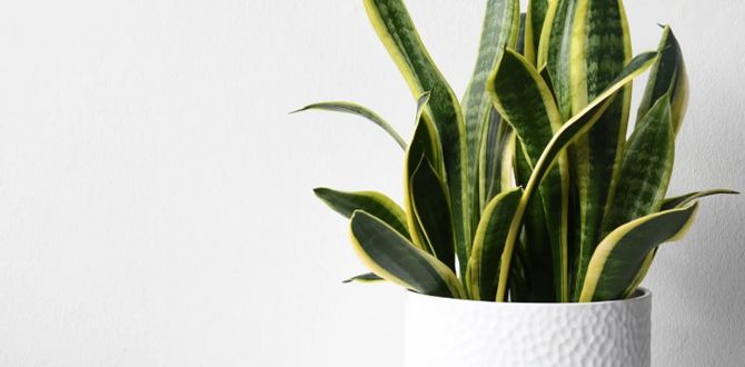 ��������� ��������, ��������� ��� ����������