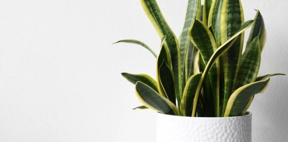 ��������� ��������, ��������� ��� ����������