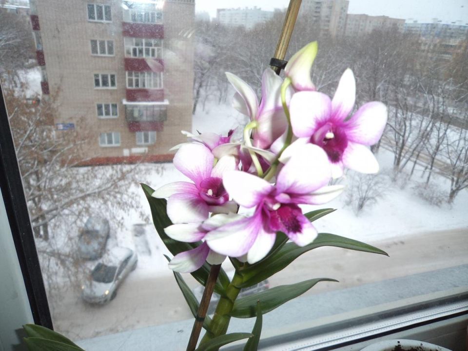 ��� ���������� ������� �� �����: ������ ��� ������� ��������