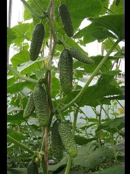 ������ ������: ��������� ����� ��� ����������� ������ � ����� �������