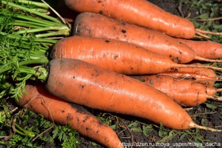 ������ ���� ������� ������� F1� ����������� �����������: ������� ������������