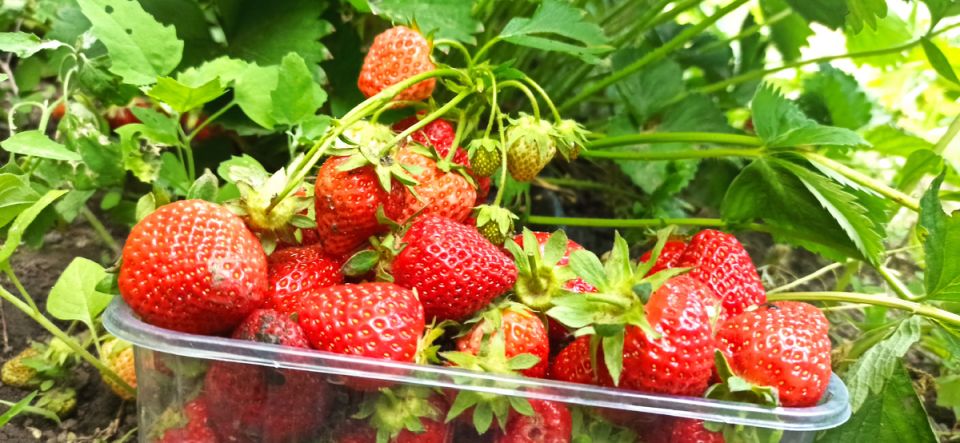 ��������� ������ � ��������: ��� ��� ���� � ������